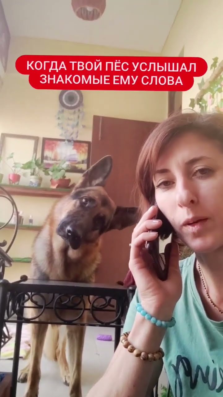 Собака сидит задницей на ноге хозяина