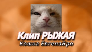 КЛИП РЫЖАЯ | ЕВГЕНБРО