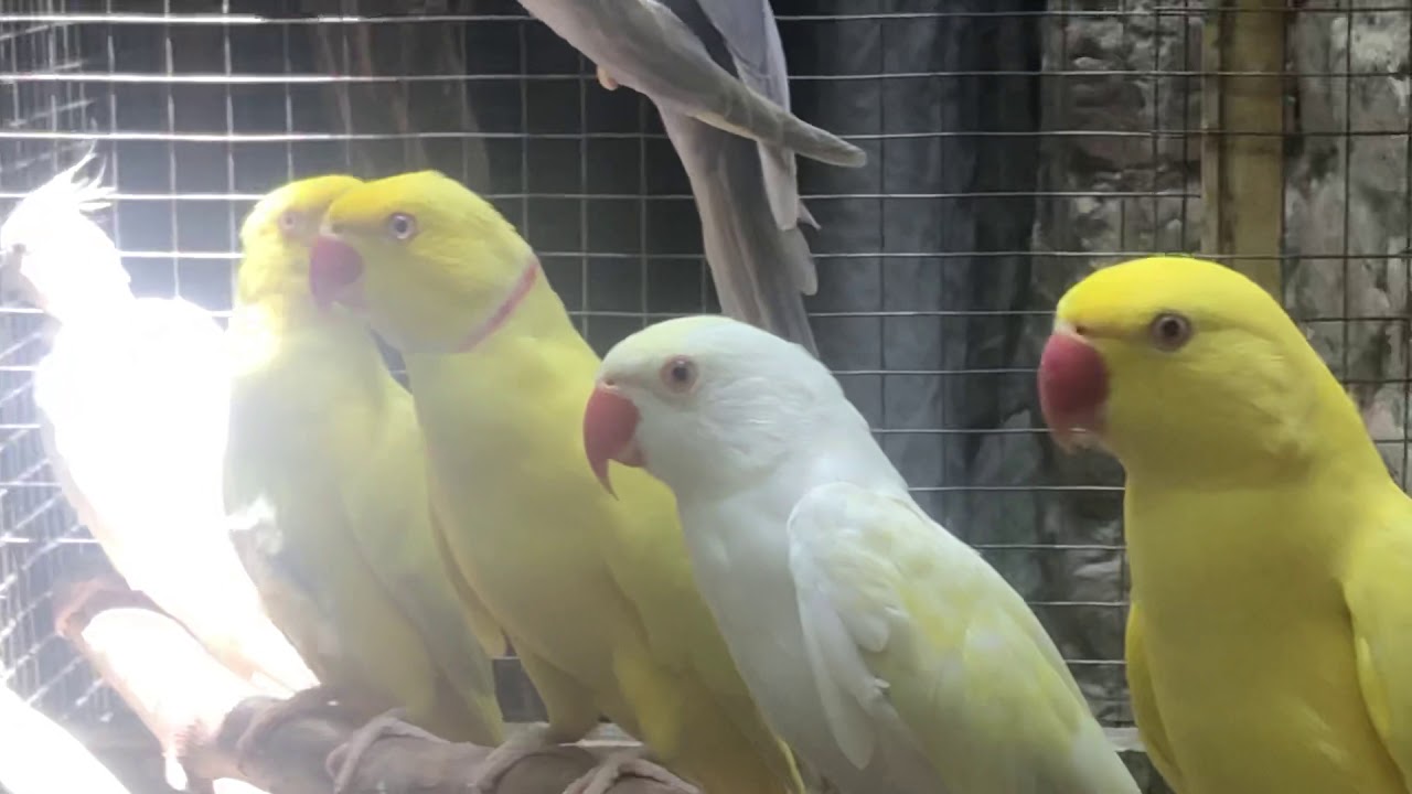 raw-and-ringneck-parrots-flaying-aviary-0336-5148742-youtube