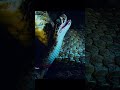So Snakes Aren T Oviparous Wildlife Shorts Animals 