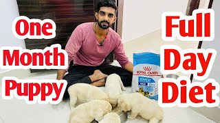 1 month puppy ko kya diet de video by @Sikri.kennel #lab #labradorlove #love #puppy #beauty #india