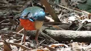 1040727林內公園八色鳥3