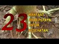 Masya allah inilah 23 manfaat akar pepaya untuk kesehatan