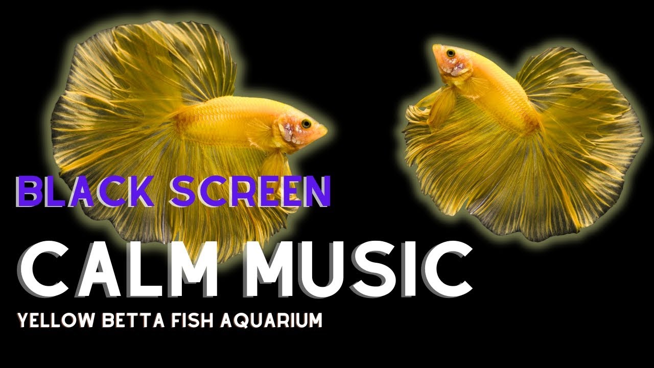 🟣BLACK SCREEN + CALMING YELLOW BETTA FISH AQUARIUM + RELAXING MUSIC ...