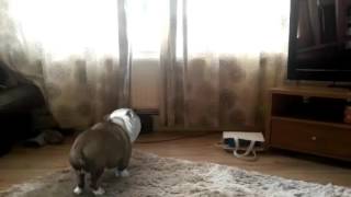 Fxguru Video Dog Pees Again