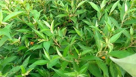 Cây khổ sâm  thuốc  bổ đằng chữa bệnh dạ dày đại tràng do vi rút Hb