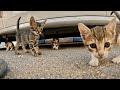 Sad little kittens living on the street without their mother