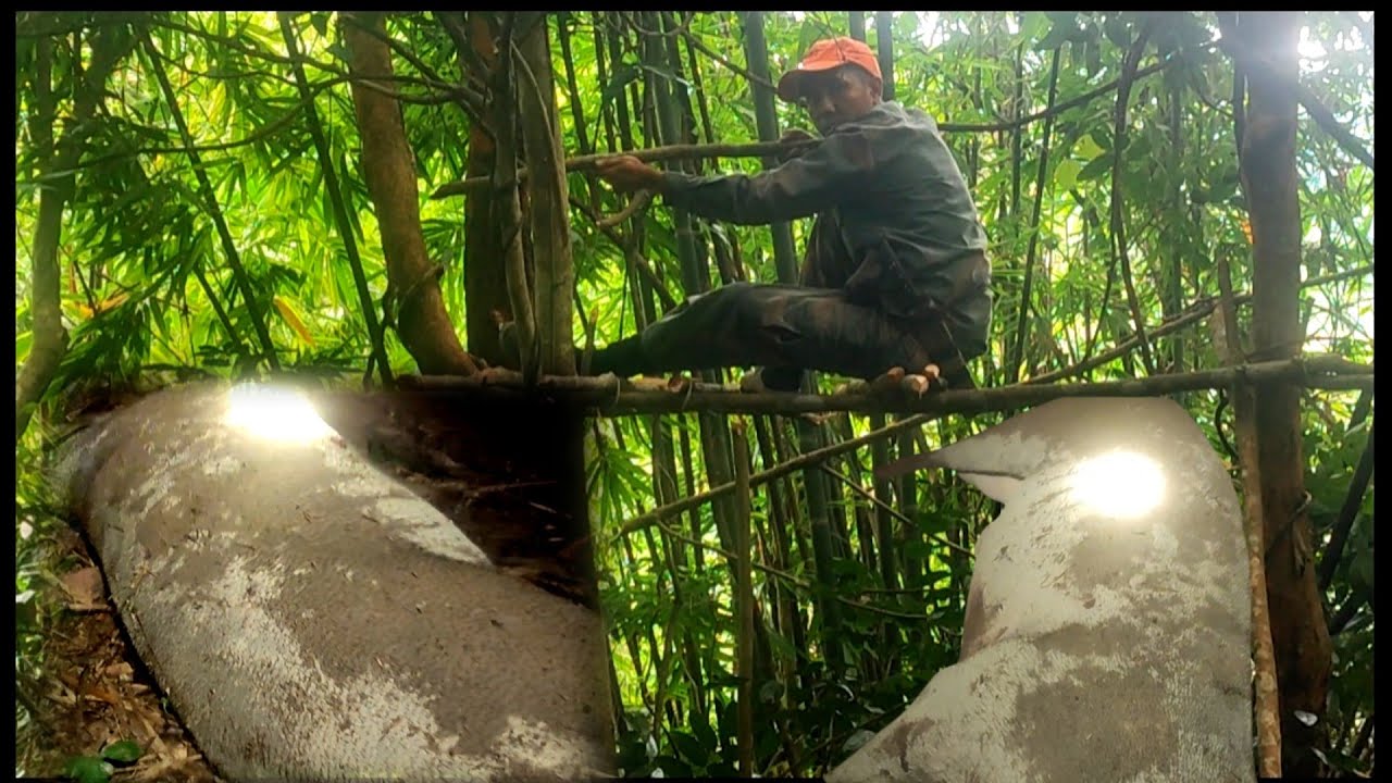 hunting.yos hav zoov zov npua teb noj txiv qhib tua tau 1 tug loj kawg.17/8/2025