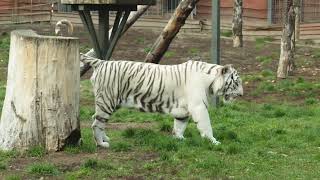 Animal sounds effect. Tiger  / Звуки животных. Тигр
