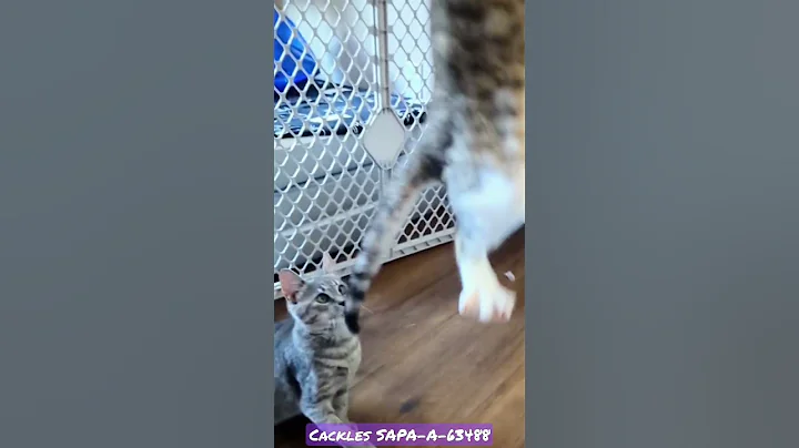 That girl can jump!
