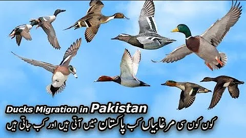 Murghabi ka shikar | goose hunting  | expert hunte...