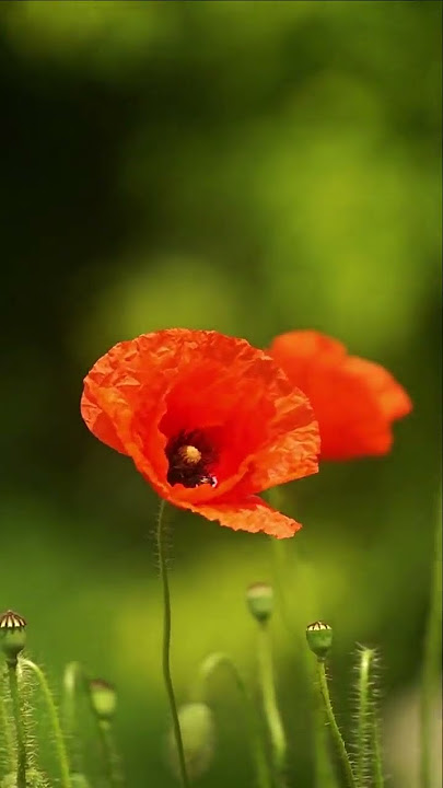 Musik Klasik untuk Bayi dalam Kandungan | Terapi Musik untuk Ibu Sehat & Janin Berkembang Optimal