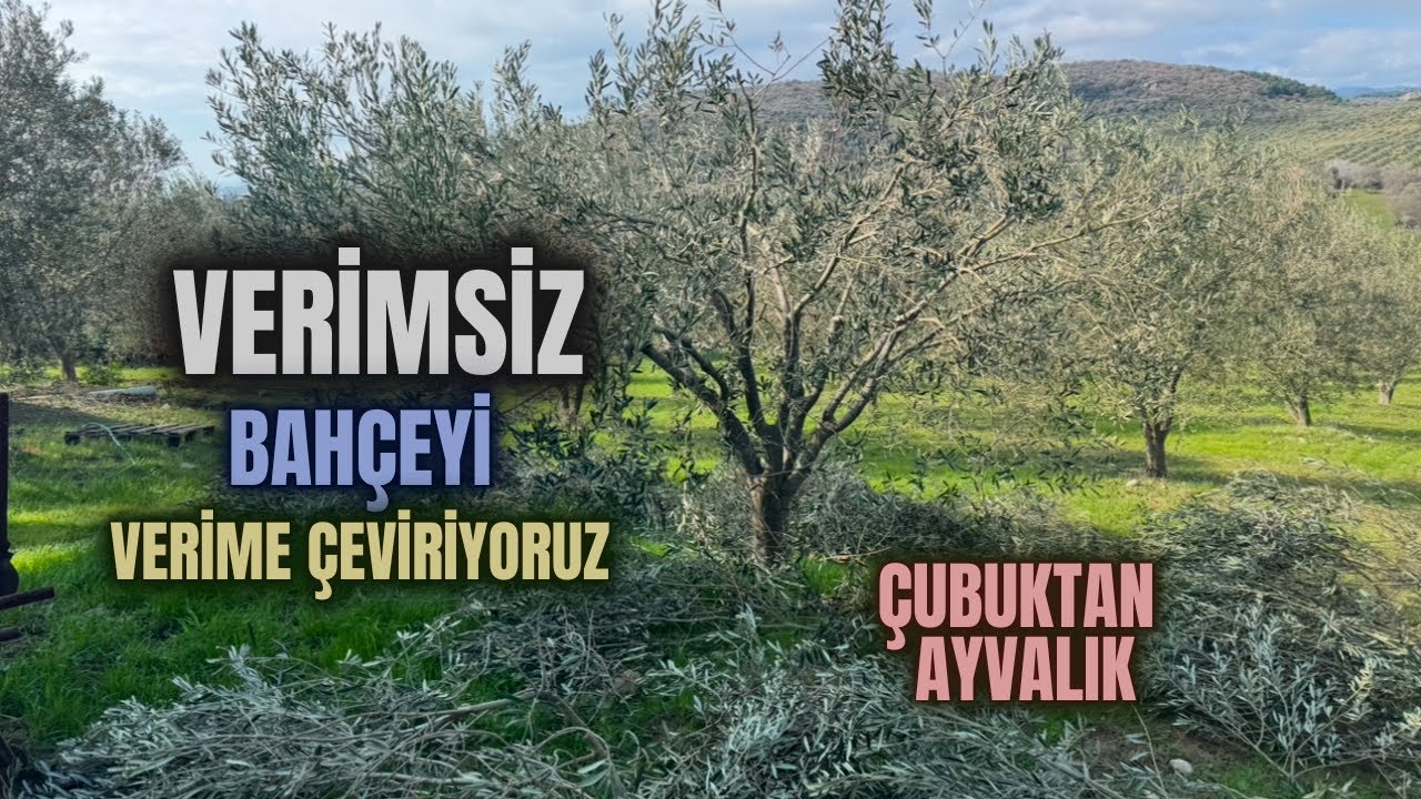 Zeytin Ağacı Nasıl Budanır?#budama #doğa #erenvural #zeytinbudama
