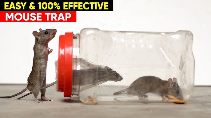 The best plastic bucket to trap mice at home #trap #rattrap #mousetrap, Mouse  Trap