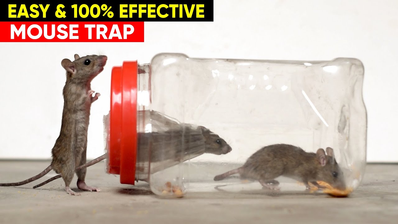 The 6 Best Mouse Traps for 2023 - Best Home Mouse Traps