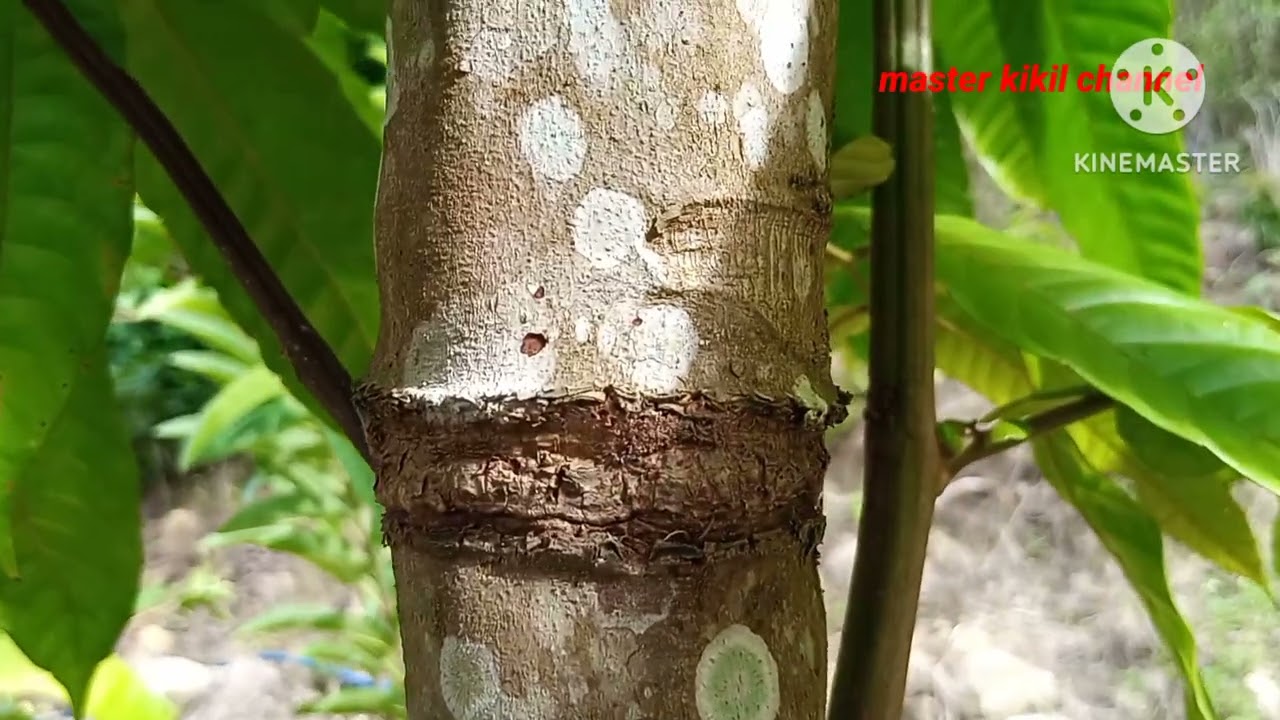 cara menanam matoa biar cepat berbuah lebat