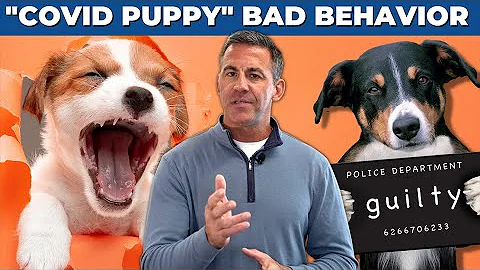 Overcoming "COVID Puppy" Challenges: Dr. Sean McPeck's Tips for Socialization and Training