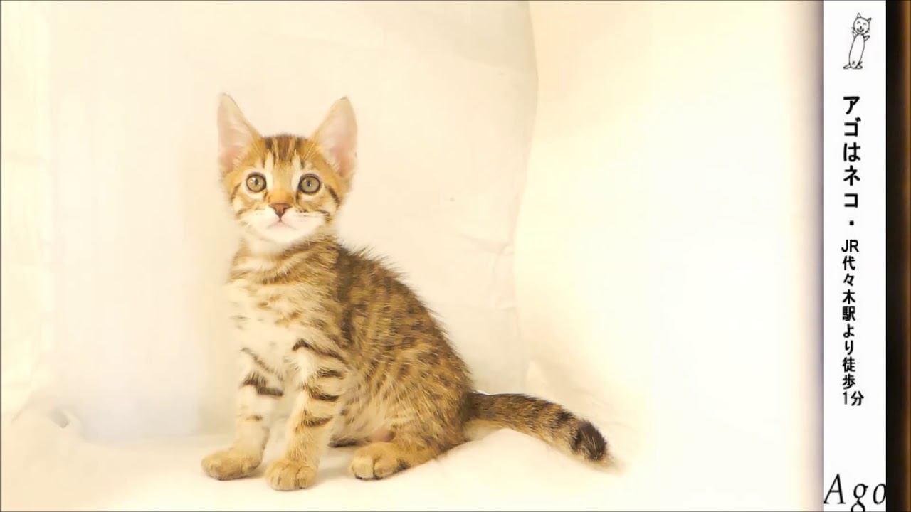 ジェネッタ u2013 アゴネコ専門店（アゴはネコ公式のサイト）通常の子猫 