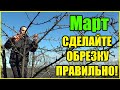 ПРАВИЛЬНАЯ ОБРЕЗКА САДА ЗАЛОГ ХОРОШЕГО УРОЖАЯ!