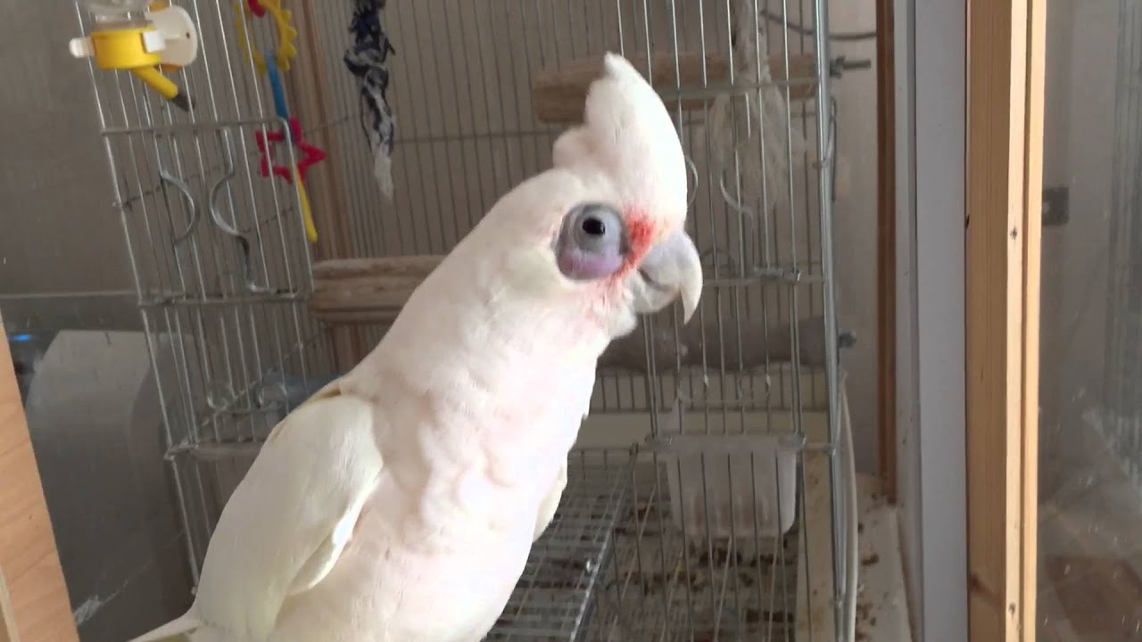 ハイテンション 急に絶叫 音量注意 アカビタイムジオウムの夢ちゃん Youtube
