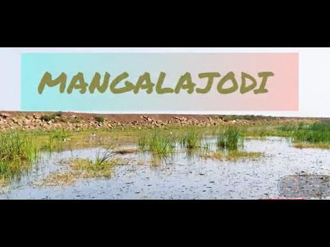 Video: Go Birding në Mangalajodi në liqenin Chilika në Odisha