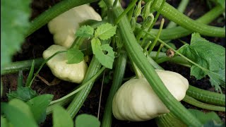 Thu Hoạch Rau Củ Tại Vườn, Nấu Một Bữa Thật Ngon | Harvest plenty of vegetables at home garden...