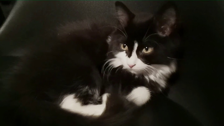 Une vidéo mignonne avec un p'tit chat mignon tu cliques dessus c'est trop mignon