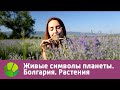 Болгария. Растения | Живые символы планеты | Живая Планета