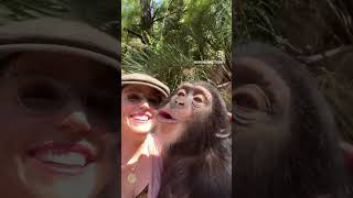 Excited 😆 #chimp #ape #babyanimals #monkey #animal #cute #happy