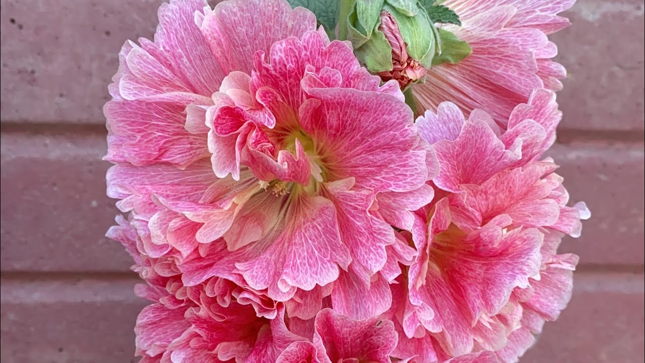 Pink Shoelaces YouTube