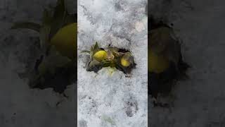 Winterlinge (Poesie)