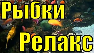 Музыка релакс звук воды шум Морской аквариум рыбки аквариумные видео