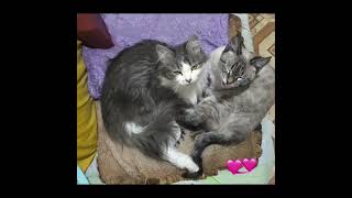 Можно Учиться любви и заботе у питомцев #котики #пушистики  #кошки #питомцы #кот #любовь #забота