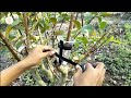 How to air layering Guava new techniques and easy work | The root grow fast 100% | my agriculture