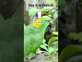 🚀 Learn Bird Names in French in 30 seconds | Easy French Vocabulary 🇫🇷🕊️