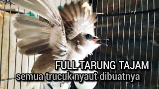 KICAU SUARA trucukan gacor FULL TARUNG TAJAM jitu menjadikan agar burung trucuk gacor NYAUT SEKETIKA