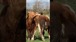 Mating Season For Bulls #Bulls #Farm #Cow #Farm