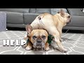 Funny Differences Between Male and Female French Bulldogs