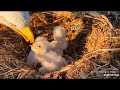 Decorah Eagles- Early Morning Feedings Bonking & A Poop Shoot