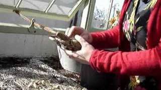 Growing dahlias part 1