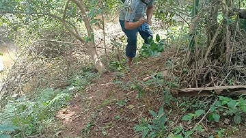 Cuab qaib deg tuaj zoo heev