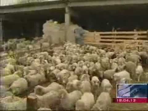 ცხვრის ექსპორტი ისრაელში