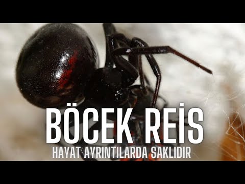 Karadul  Avı #BöcekReis (steatoda)