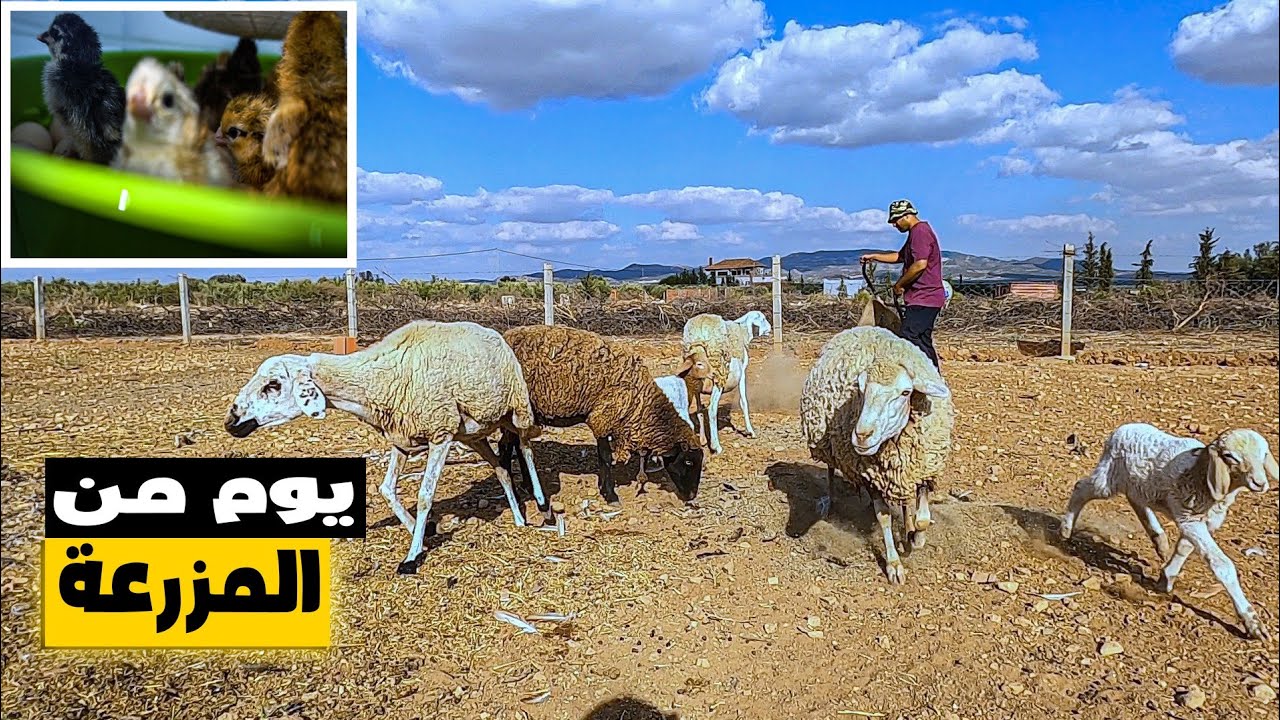 عودة الأرانب 🐇 للمزرعة/خطأ مني في تفقيس البيض🥚/معلومات عن بعض امراض الدجاج