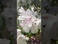 Beautiful Azalea #flower #naturevideo #relaxation #healing