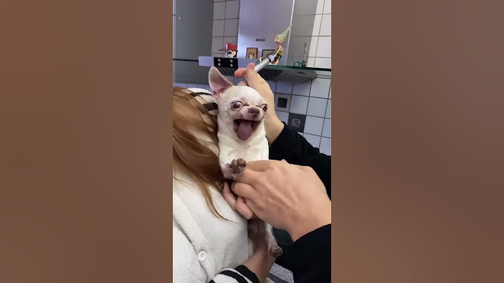 Vet Struggles To Give Little Dog Injection