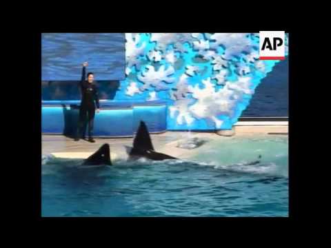 A day after a killer whale attacked its handler, it was back performing ...