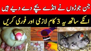Birds Care After Breeding | All Birds Breeding Tips | Breeding Formula | Mini Zoo