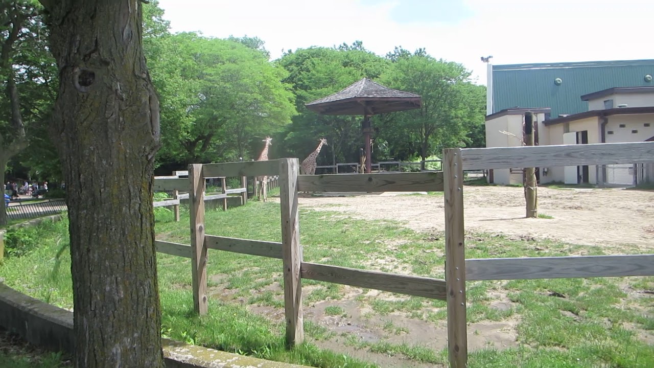 🦒Giraffes at the Henry Vilas Zoo - YouTube
