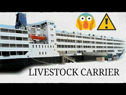 Livestock carrier ship